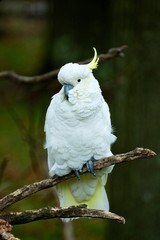 White Cockatoo