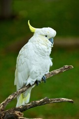 Fototapeta premium Parrot