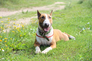 Friendly english bull terrier resting on the ground