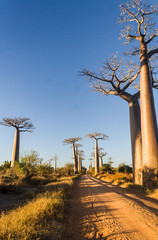 Fototapeta na wymiar Baobab Alley