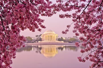 Crédence de cuisine en verre imprimé Lieux américains Lever du soleil avec des fleurs de cerisier au Jefferson Memorial.