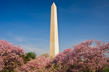 Cherry Blossom Festival, Washington, DC