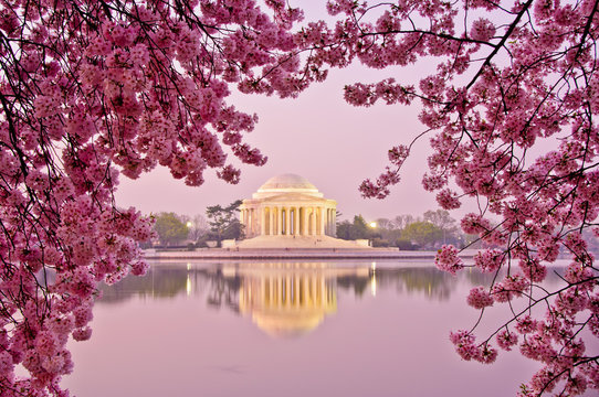 Sunrise with cherry blossoms at Jefferson Memorial.