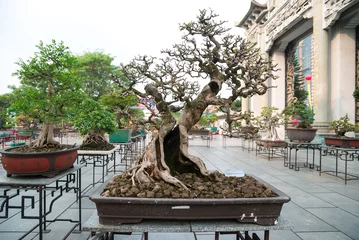 Garden poster Bonsai bonsai exhibition