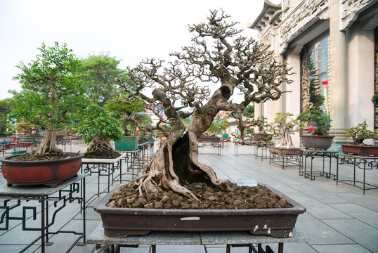 bonsai exhibition