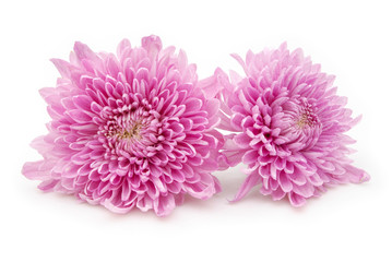 pink chrysanthemum flowers