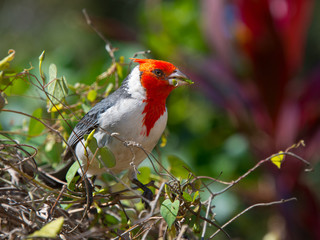 Red Crested Cardinal eating seeds
