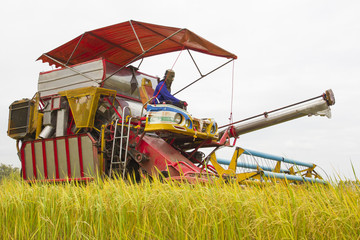 Combine Grain on farm during harvest at rice field