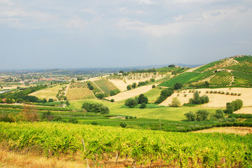 Fototapeta na wymiar Włochy, winnic w pobliżu Santarcangelo, Romania