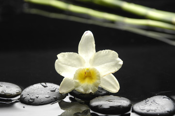 Macro of yellow orchid and stones with green leaf