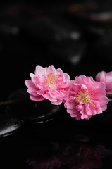 Fototapeta na wymiar Martwa natura z kwiatami wiśni gałęzi i kamieni