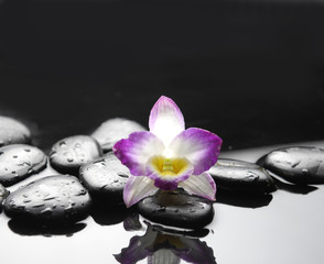 black stones and pink orchid with reflection