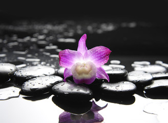 Fototapeta na wymiar still life with single pink orchid on pebble in water drop