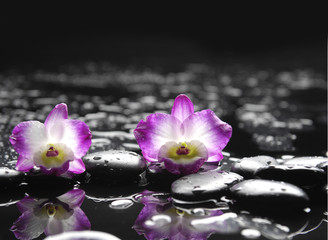 Set of two orchid and black stones on wet background