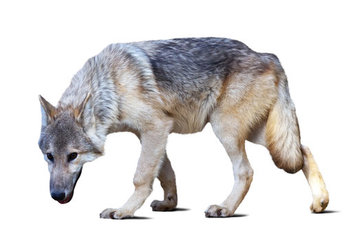 full length of gray wolf