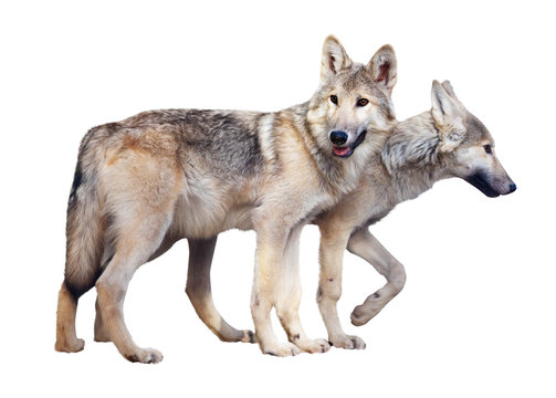 Two standing gray wolves