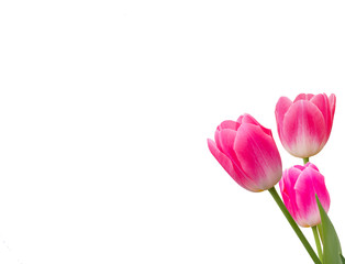 three pink tulip