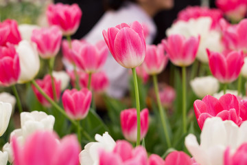 Many pink tulips with shallow depth of focus