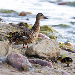 Young ducks