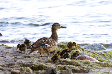 Young ducks