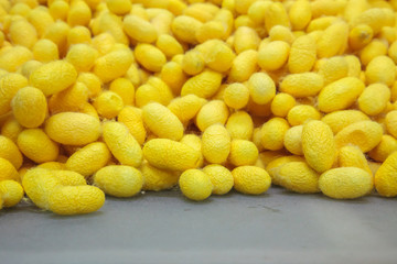 Yellow cocoons