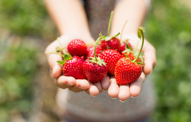 strawberry on woman hands