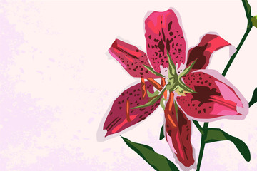 Vintage pink lily background