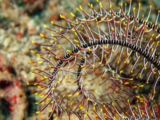 Branch of a sea lily, Philippine sea