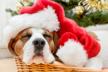 sleeping dog weared to santa hat