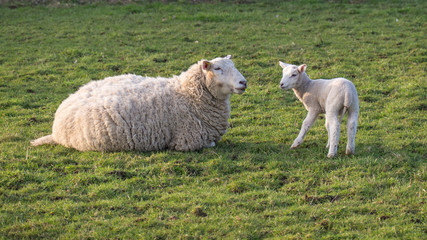 sheep and lamb