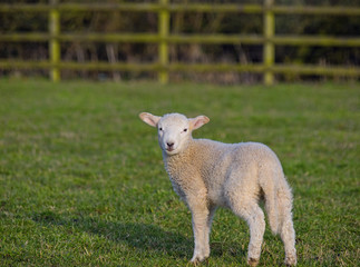 apring lamb