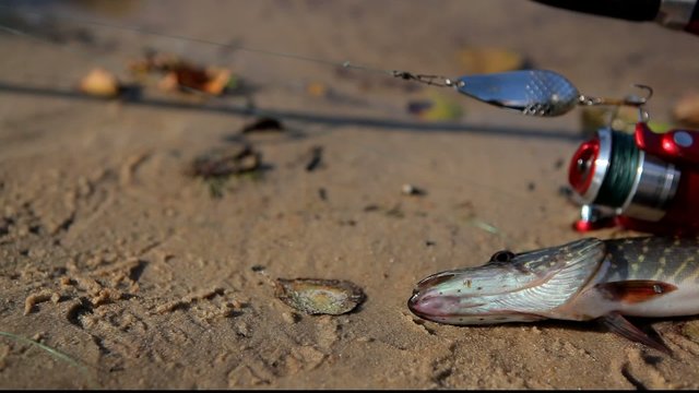 Pike caught on spinning, lies on the banks of the river.