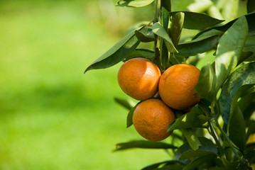 Ripen Juicy Orange on branch