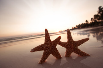 Obraz na płótnie Canvas rozgwiazda morze Silhouette gwiazda na Sunrise Beach, płytkie dof