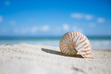 nautilus shell  with ocean , beach and seascape, shallow dof - obrazy, fototapety, plakaty