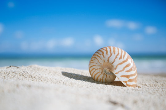 nautilus shell  with ocean , beach and seascape, shallow dof