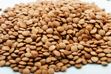 Lentil