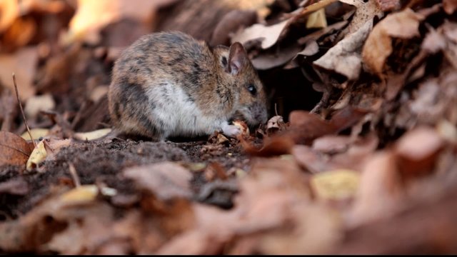 Forest mouse eats nuts found under fallen leaves