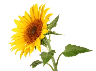Rolgordijnen Sunflower © mates