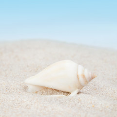 Fototapeta na wymiar Neat seashell on the sandy beach
