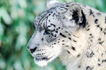 Foto op Canvas Snow leopard © kmwphotography
