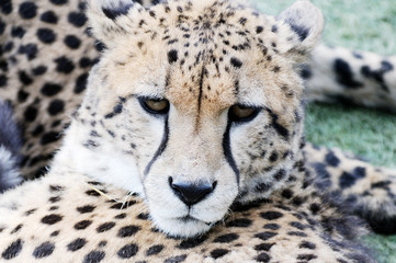 Cheetah face closeup