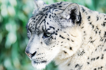 Obraz premium Snow Leopard Head