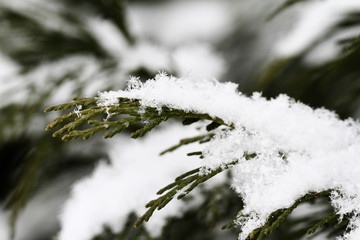 Snow on fir branches, macro