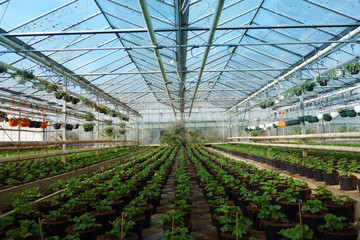Grande serre horticulture
