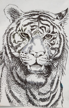 original pencil or drawing working sketch of tiger