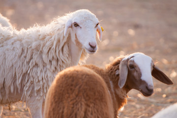 Fototapeta premium Sheep