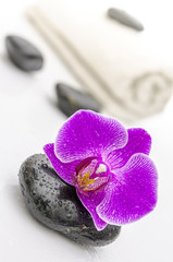 Obraz na płótnie Canvas Violet orchid kwiat na spa kamienia