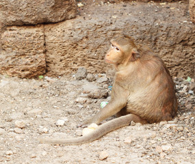 monkey resting