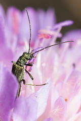 Insect in purple flower